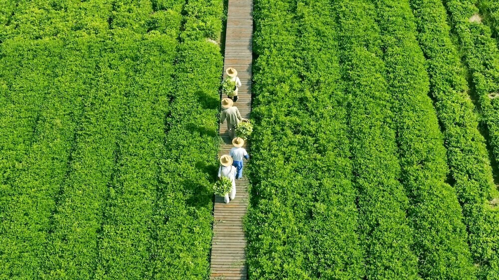 土著花生黄河故道国家地理标志产区原生沙土地基地