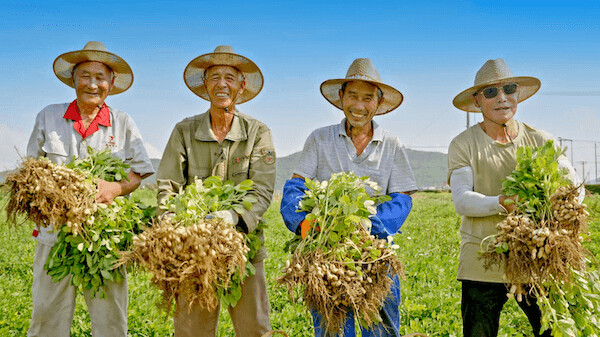 黄河故道产区农户分享优粮优价带来的丰收喜悦与职业尊严